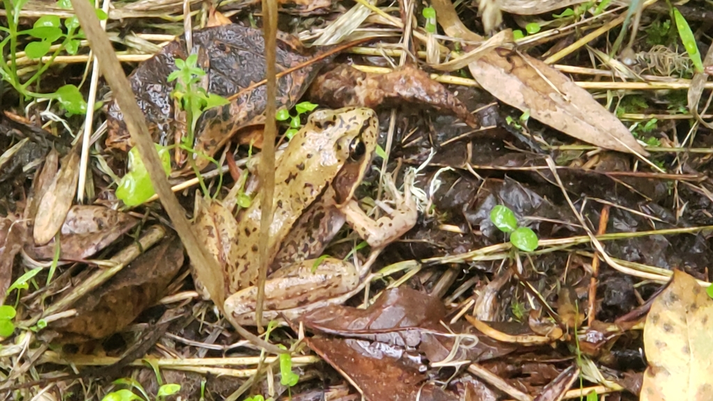 Rana aurora (Northern Red-legged Frog), California species
