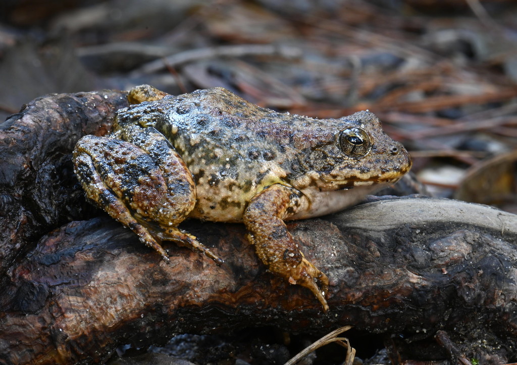 Rana boylii (Foothill Yellow-legged Frog), California species