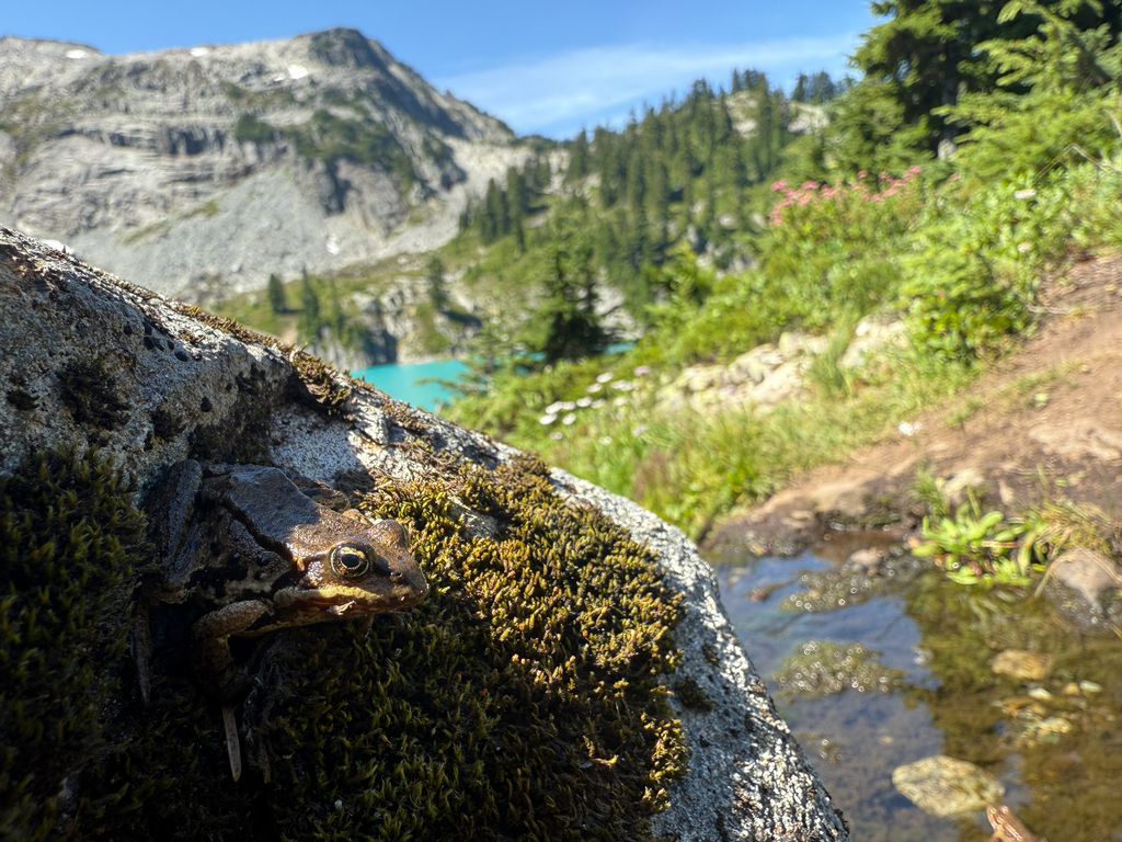 Rana cascadae (Cascades frog), California species