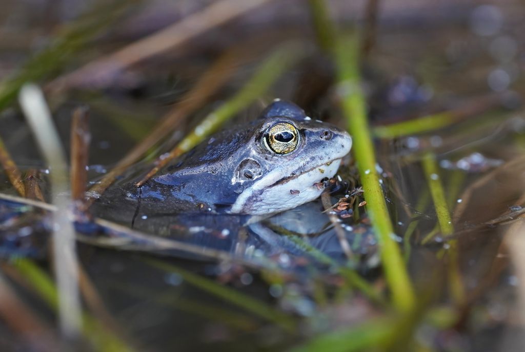 Rana boylii pop. 3 (Foothill yellow- legged frog - north Sierra DPS), California species