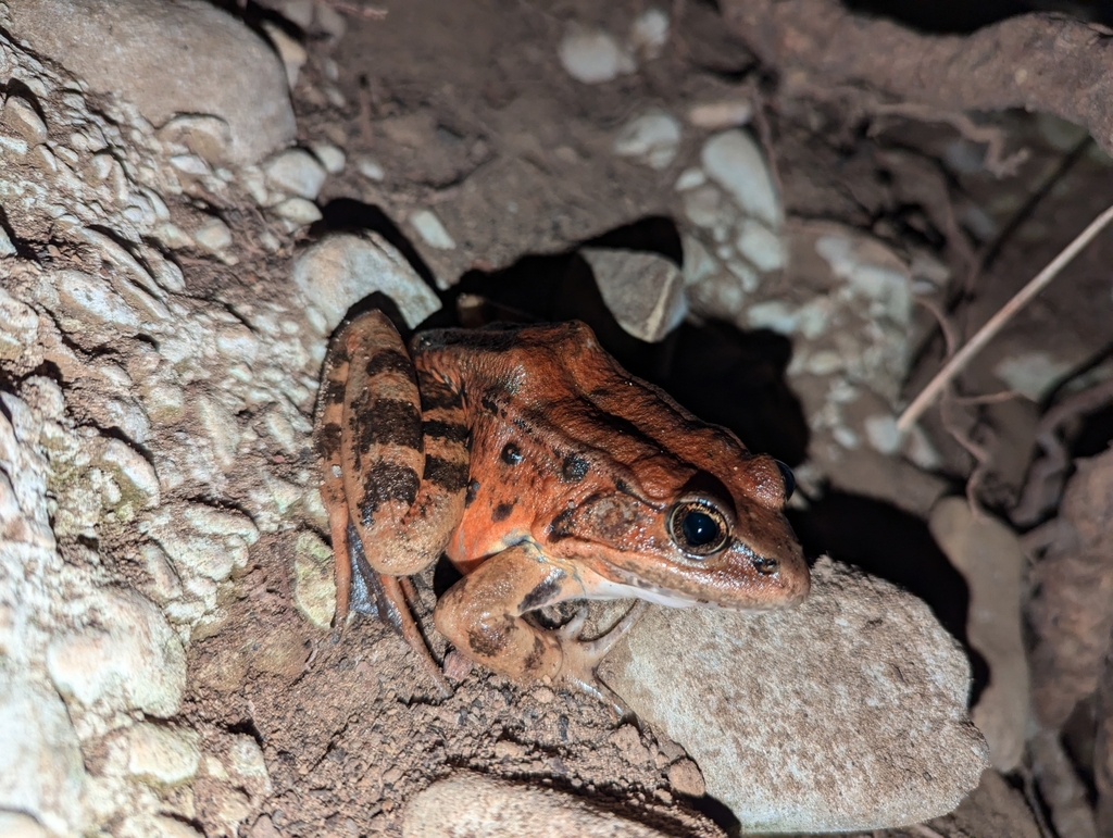 Rana draytonii (California red- legged frog), California species