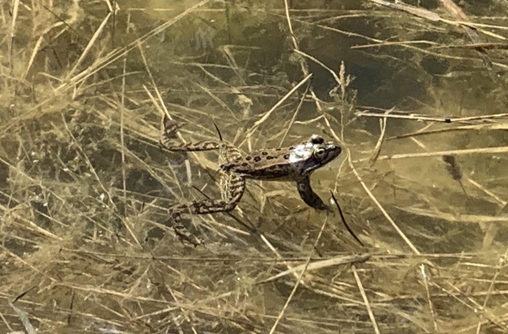 Rana luteiventris (Columbia Spotted Frog), California species