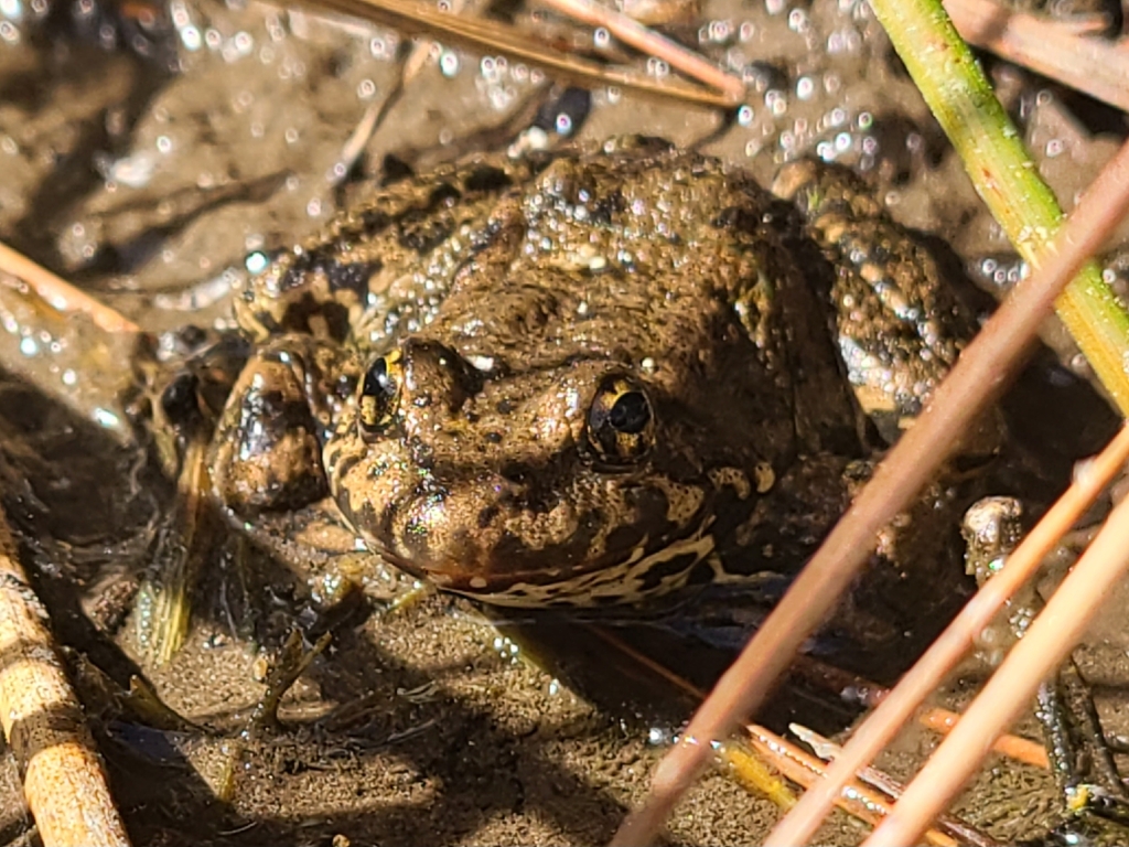 Rana muscosa (Mountain yellow-legged frog [Northern California DPS]), California species