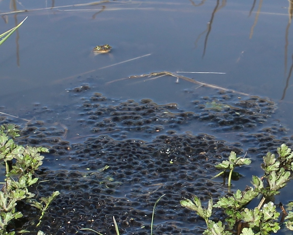 Rana pretiosa (Oregon spotted frog), California species