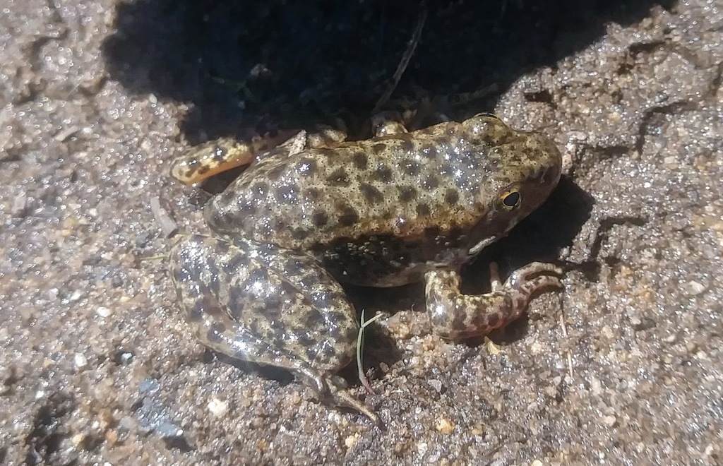 Rana sierrae (Sierra Nevada yellow-legged frog), California species