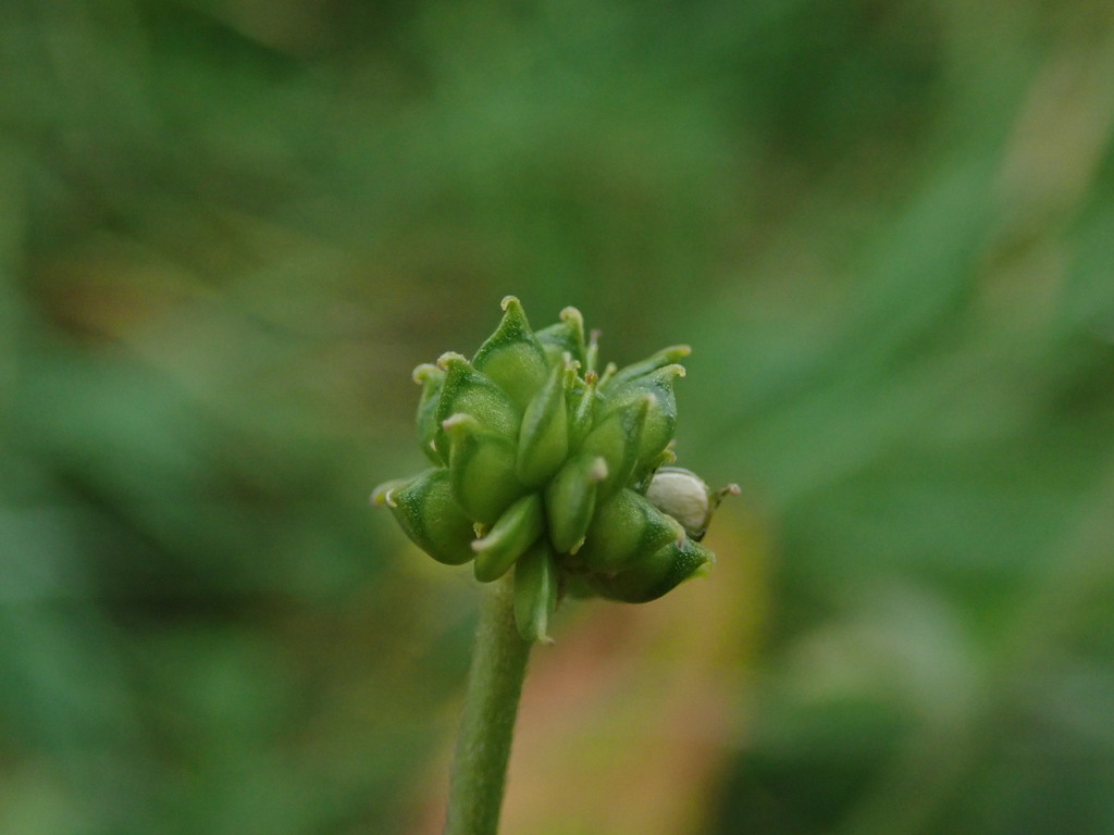 Ranunculus acris (Acrid buttercup), non-native California herb