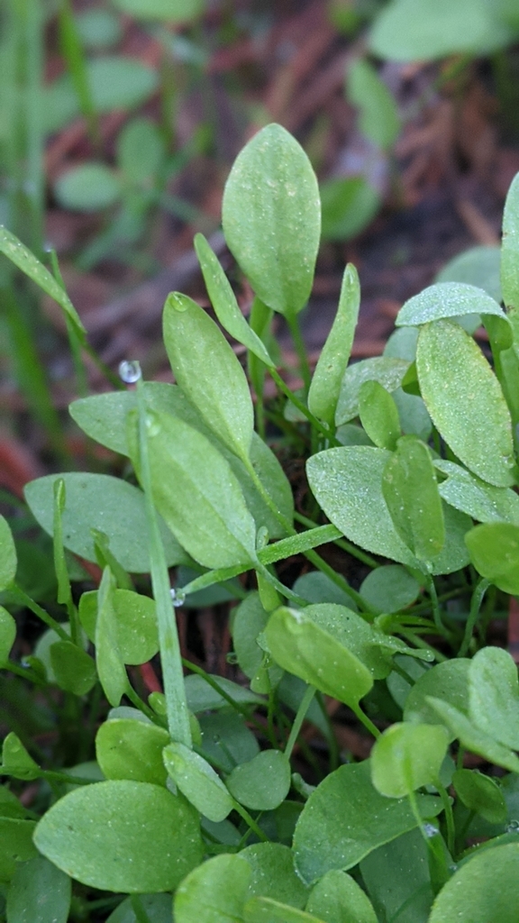 Ranunculus alismifolius var. alismellus (Plantainleaf buttercup), native California herb