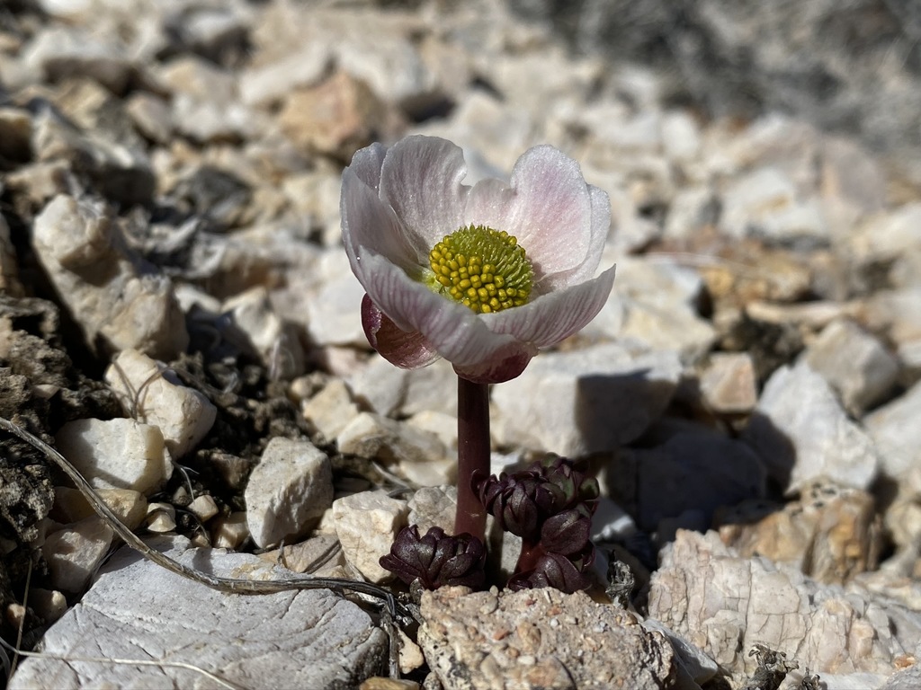 Ranunculus andersonii (Anderson's buttercup), native California herb