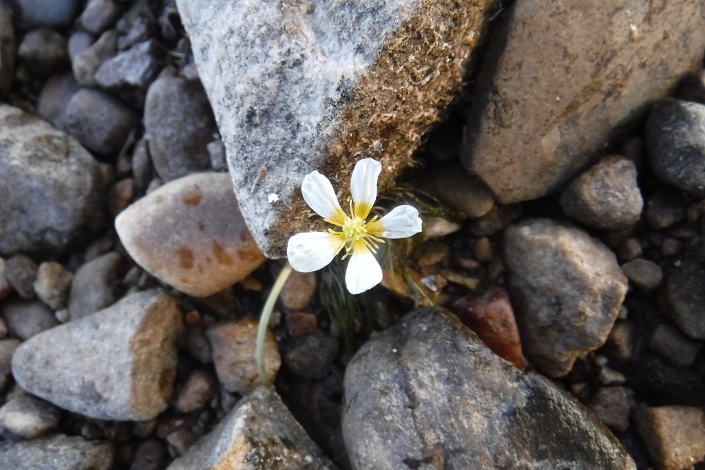 Ranunculus aquatilis — parent species of Ranunculus aquatilis var. diffusus