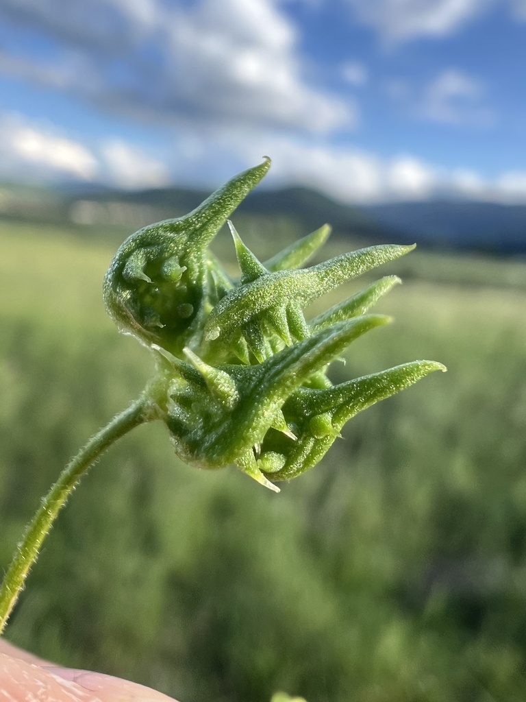 Ranunculus arvensis (Corn buttercup), non-native California herb