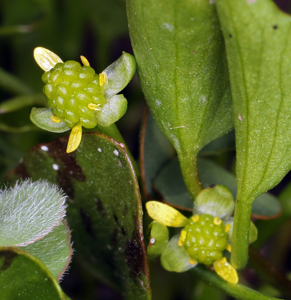 Ranunculus bonariensis var. trisepalus (Carter's buttercup), native California herb