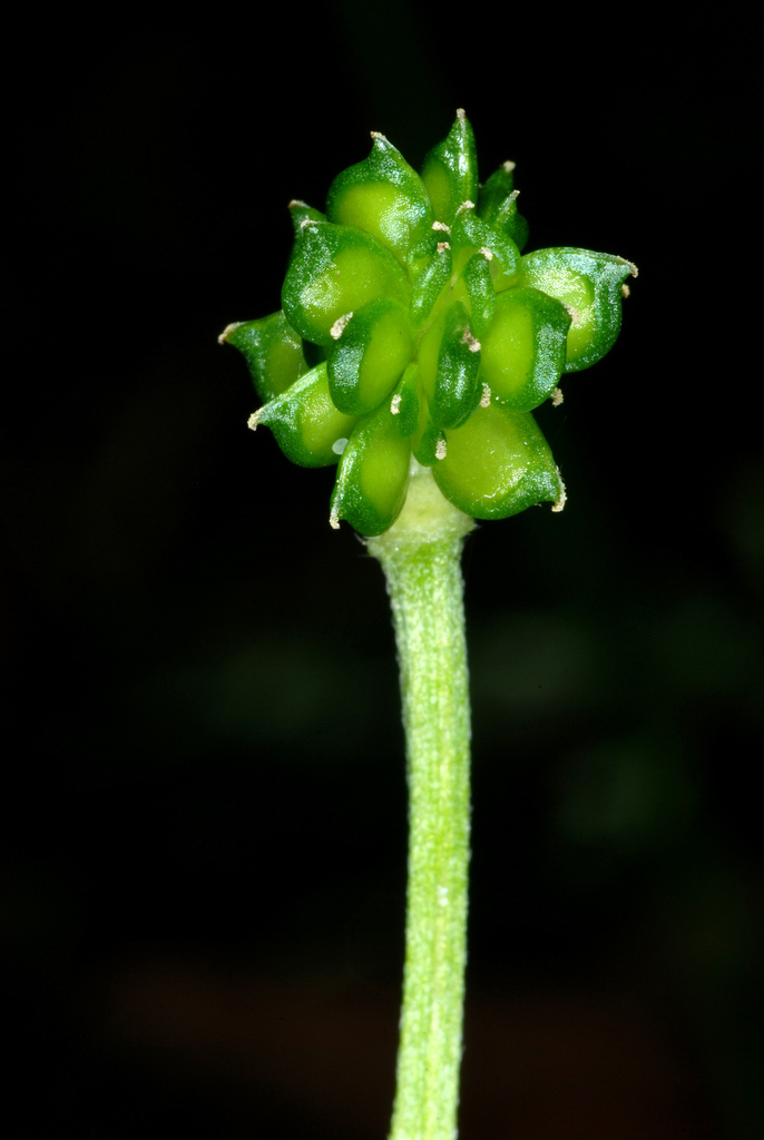 Ranunculus bulbosus (Bulbous buttercup), non-native California herb