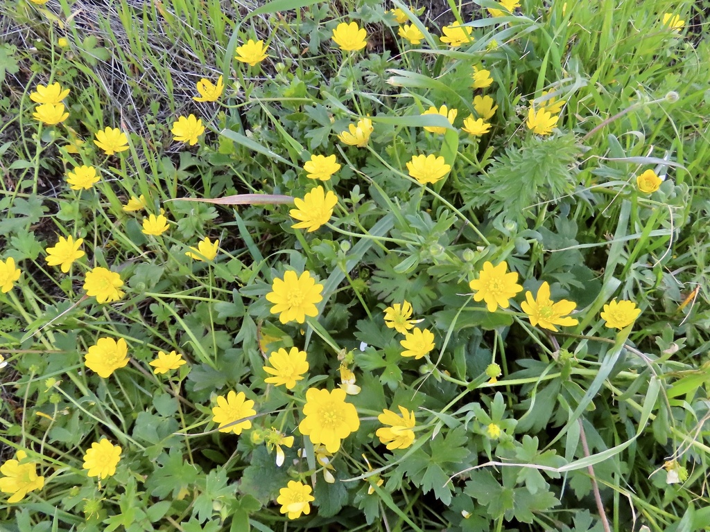 Ranunculus californicus var. californicus (Common buttercup), native California perennial