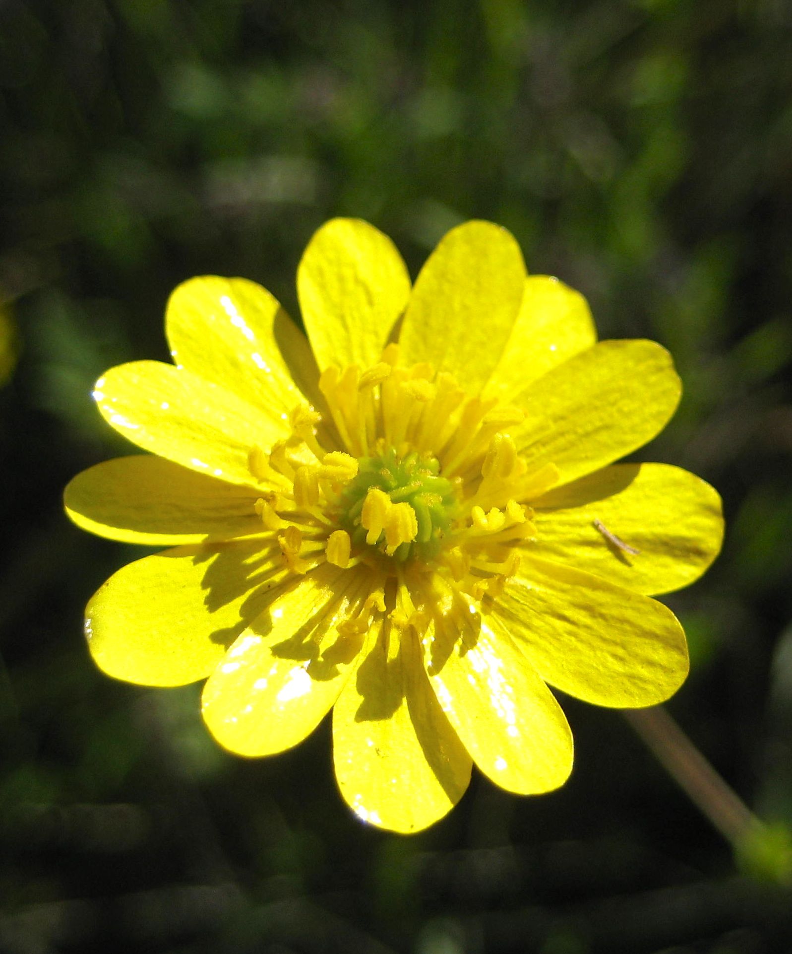 Ranunculus californicus (California buttercup), native California herb