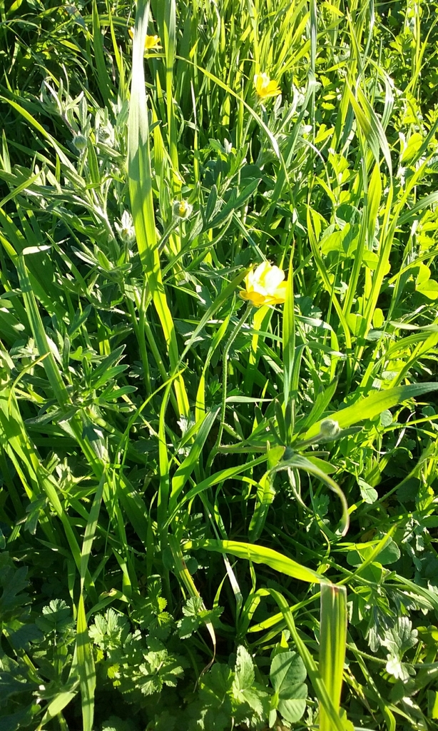 Ranunculus canus (Great valley buttercup), native California herb