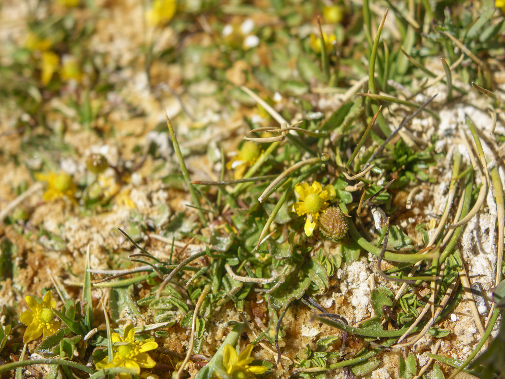 Ranunculus cymbalaria (Alkali buttercup), native California herb