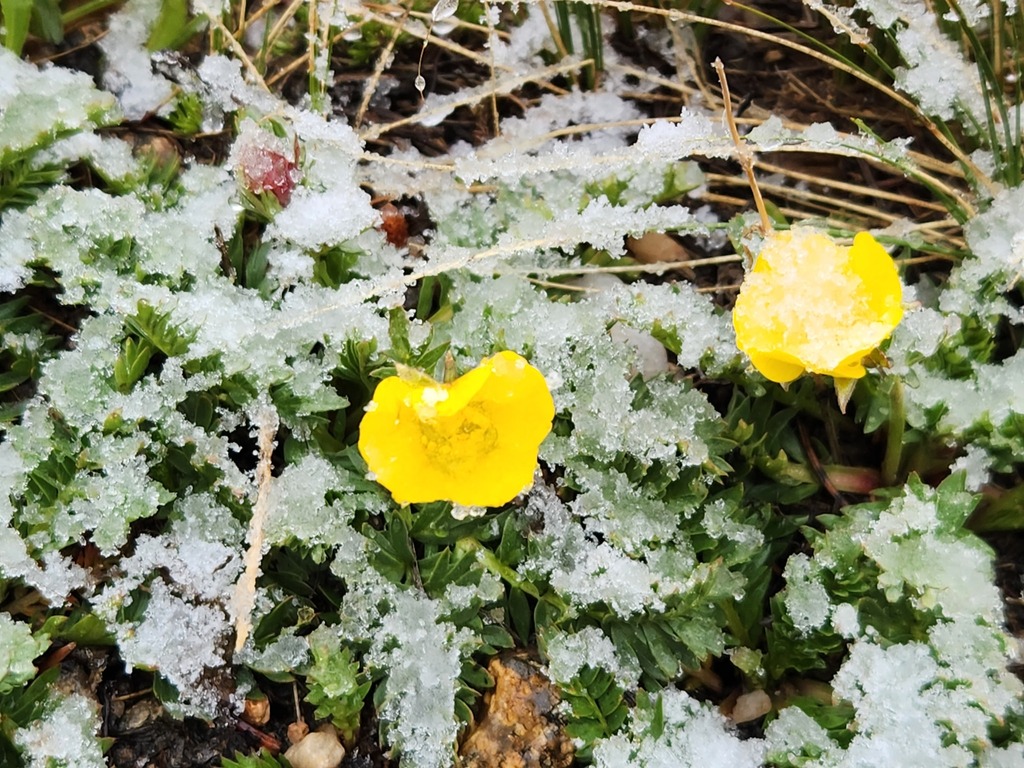 Ranunculus eschscholtzii (Eschscholtz's buttercup), native California herb