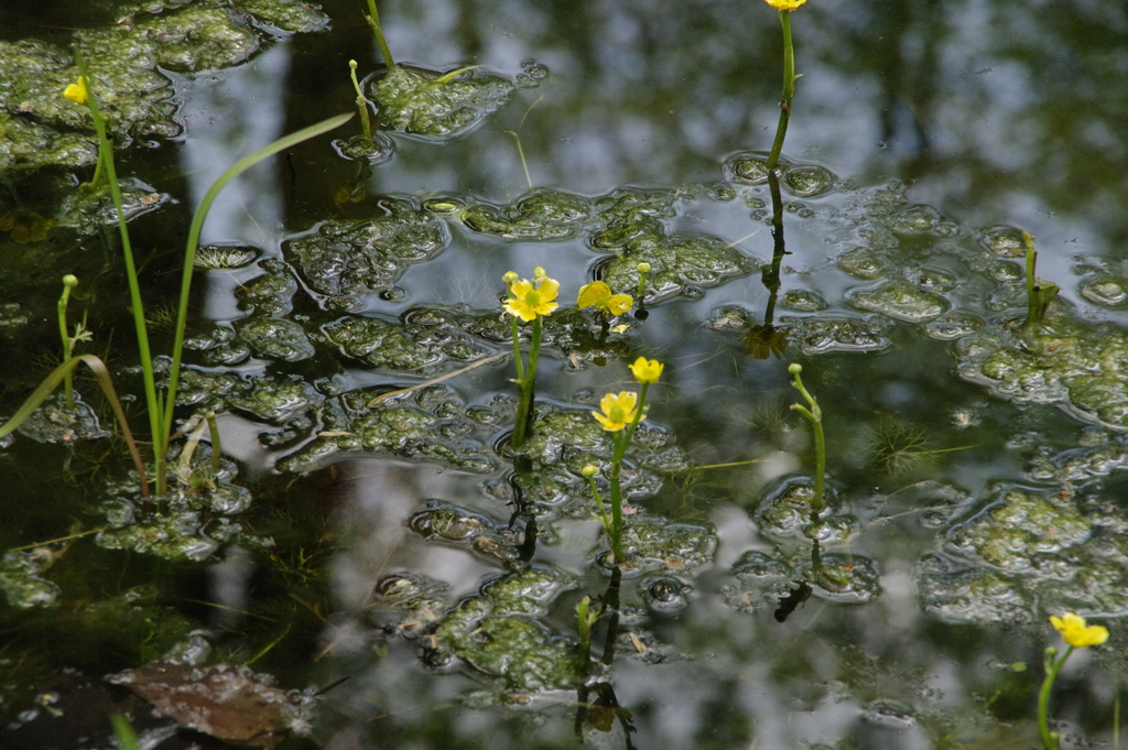 Ranunculus flabellaris (Yellow water buttercup), native California herb
