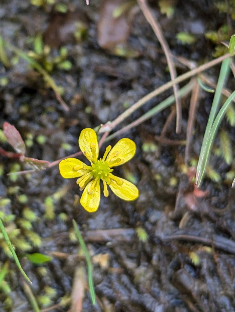 Ranunculus flammula var. ovalis (Greater creeping spearwort), native California perennial