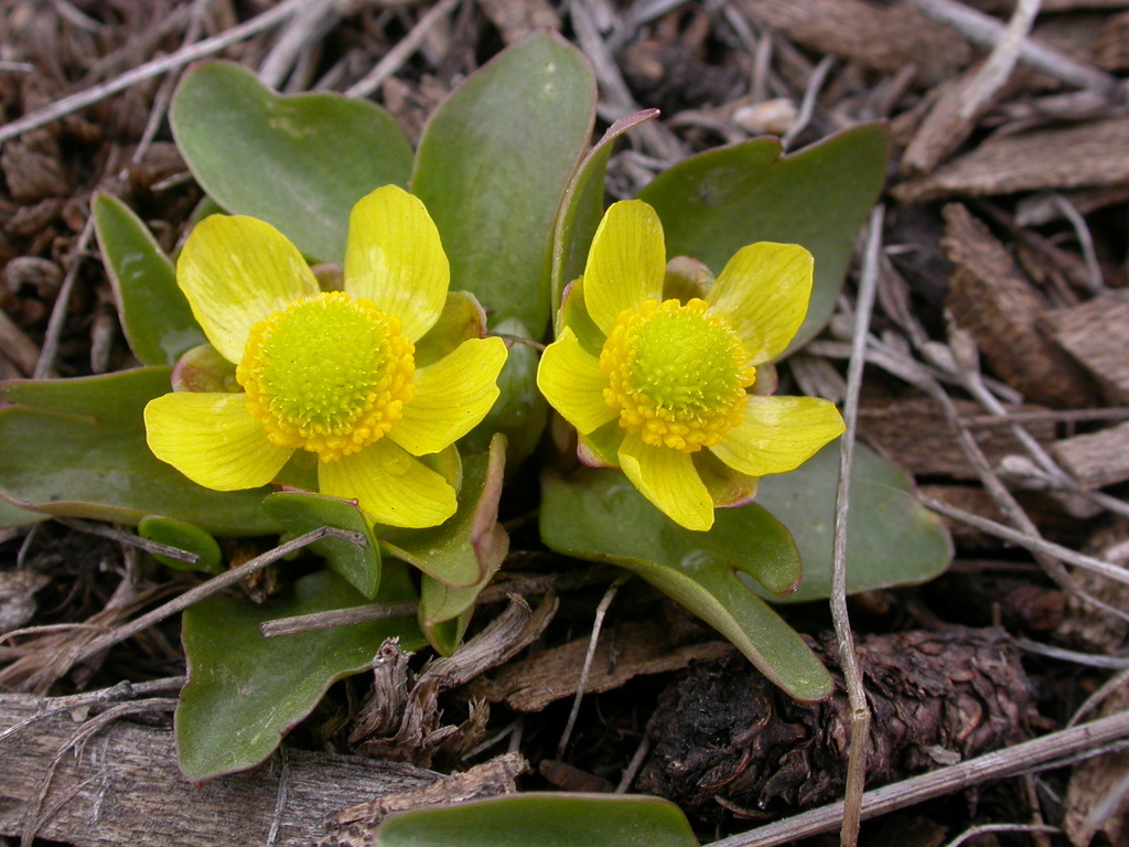 Ranunculus glaberrimus (Sagebrush buttercup), native California herb