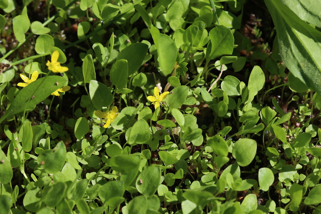Ranunculus gormanii (Gorman's buttercup), native California herb