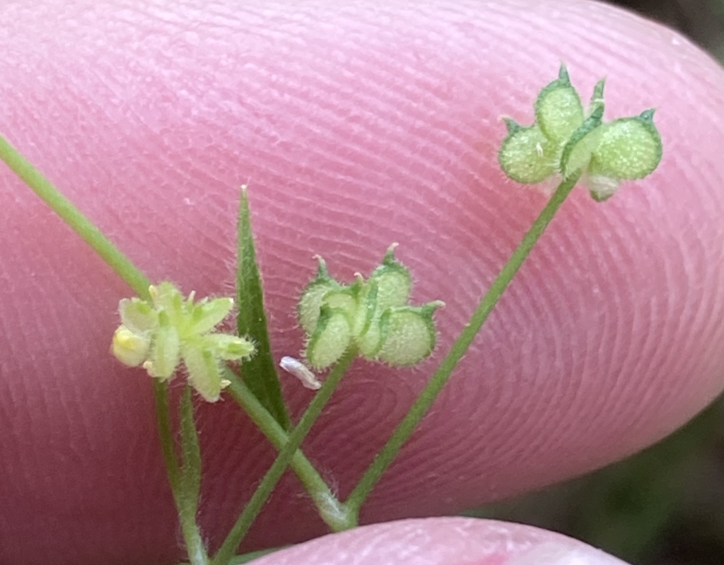 Ranunculus hebecarpus (Delicate buttercup), native California herb