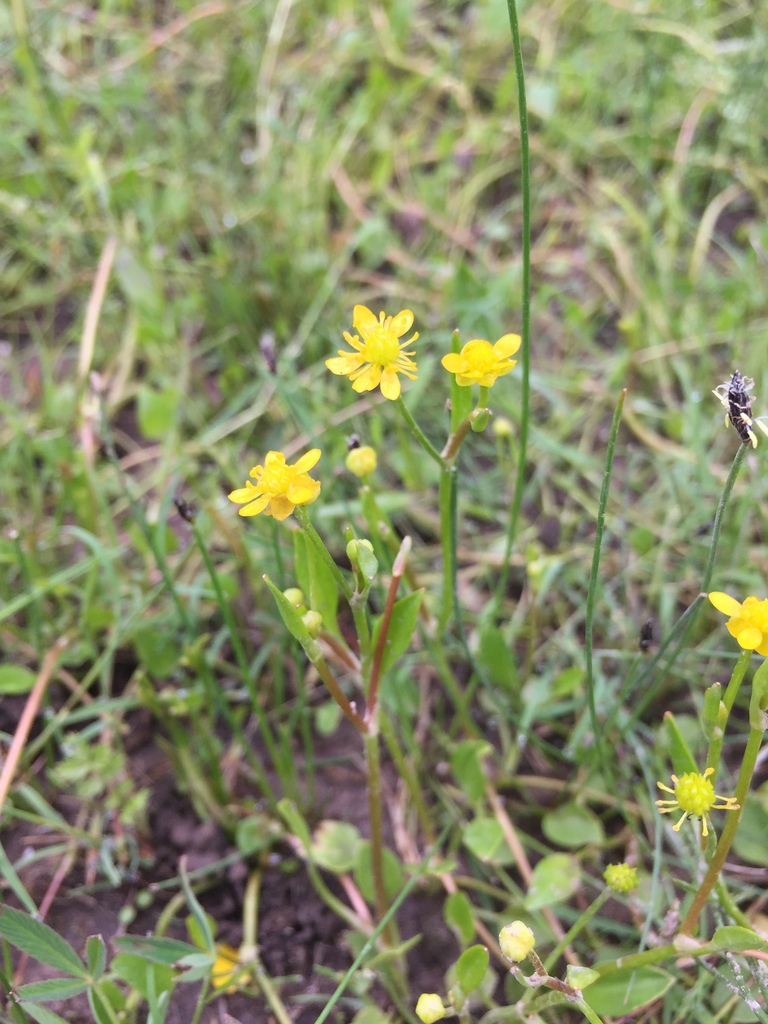 Ranunculus hydrocharoides (Frog's-bit buttercup), native California herb