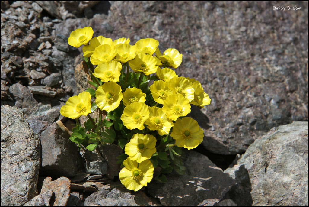 Ranunculus hystriculus (Waterfall false buttercup), native California herb