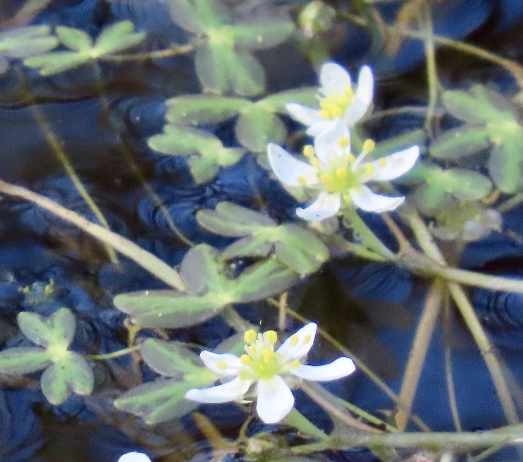 Ranunculus lobbii (Lobb's aquatic buttercup), native California herb