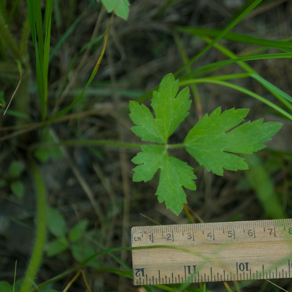 Ranunculus macounii (Macoun's buttercup), native California herb