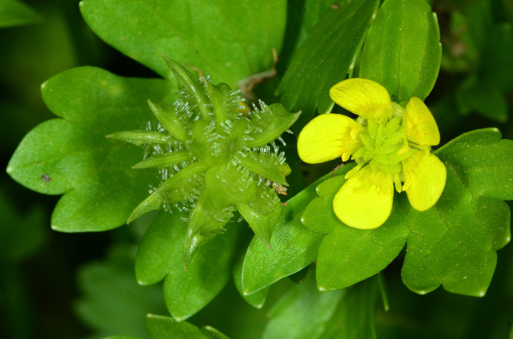 Ranunculus muricatus (Buttercup), non-native California herb