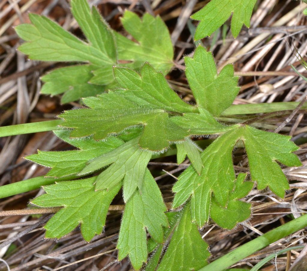 Ranunculus occidentalis (Western buttercup), native California herb