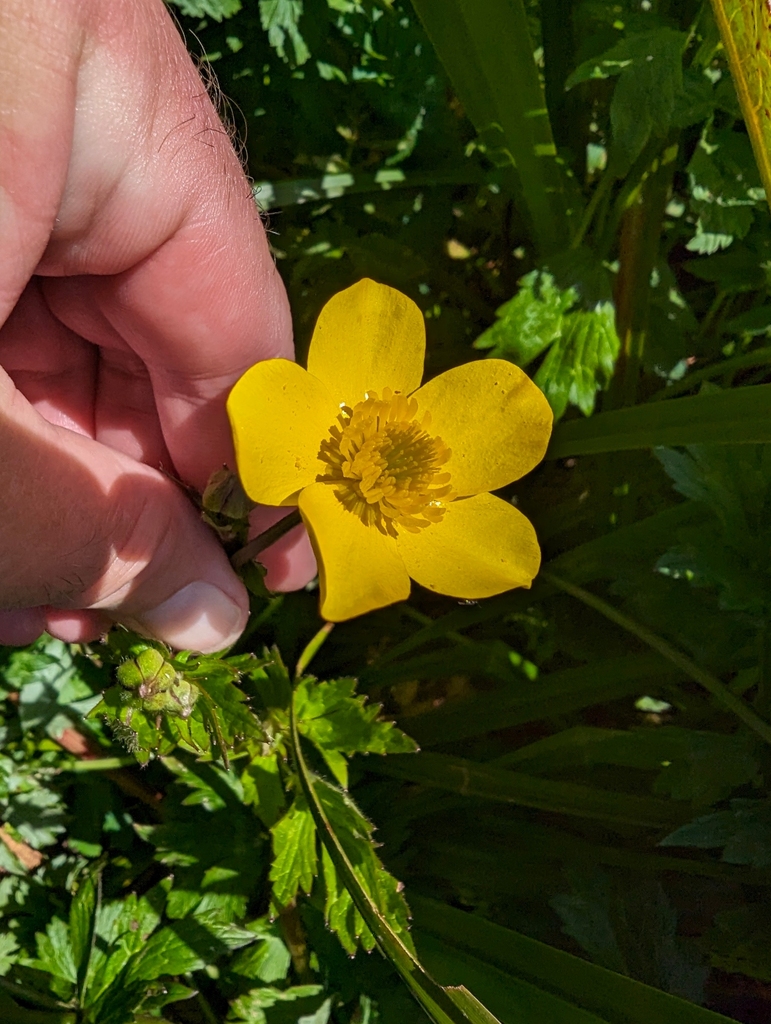 Ranunculus orthorhynchus — parent species of Ranunculus orthorhynchus var. platyphyllus