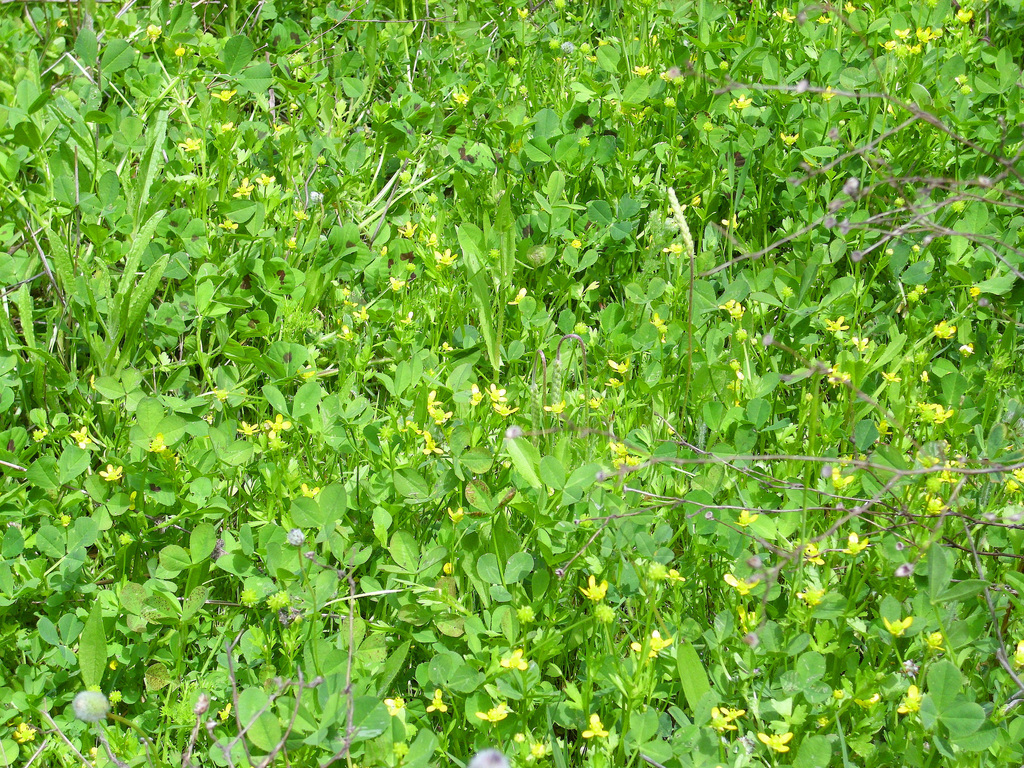 Ranunculus parviflorus (Few flowered buttercup), non-native California herb