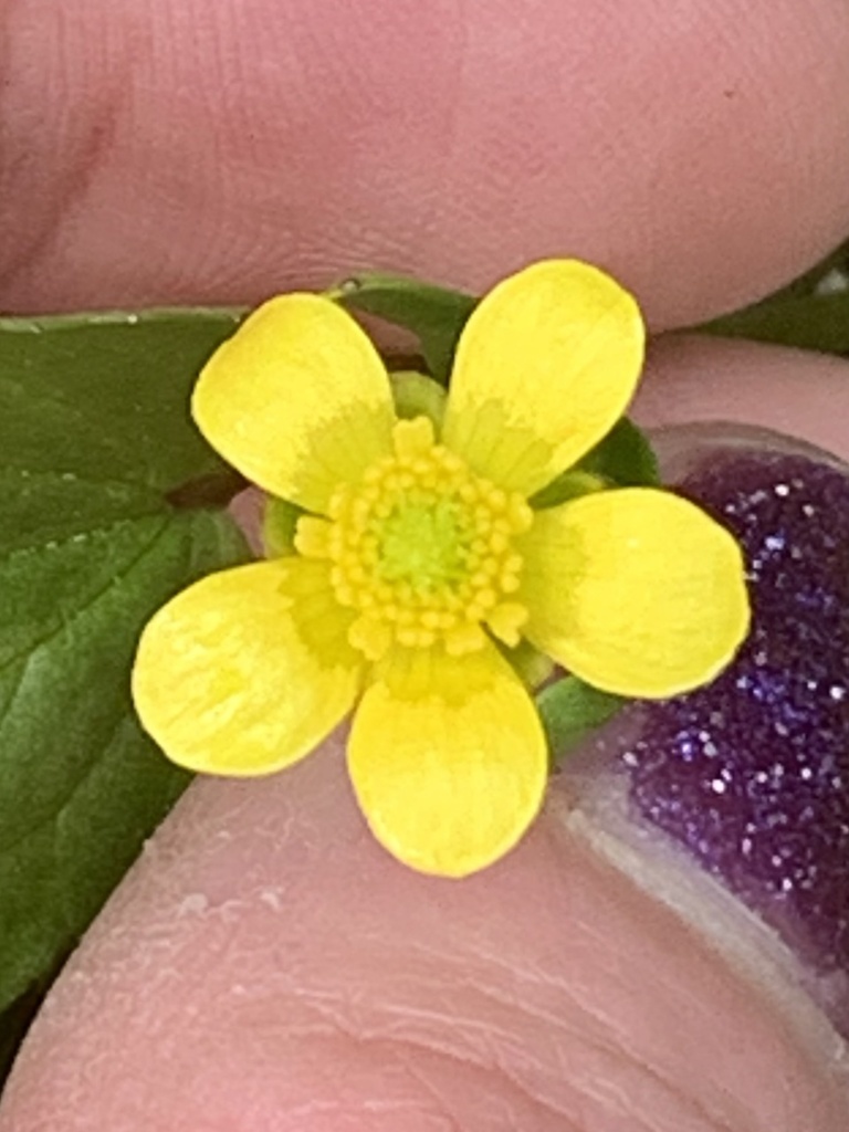 Ranunculus populago (Cusick's buttercup), native California herb