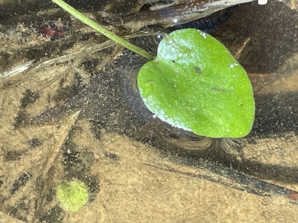 Ranunculus pusillus (Low buttercup), native California herb