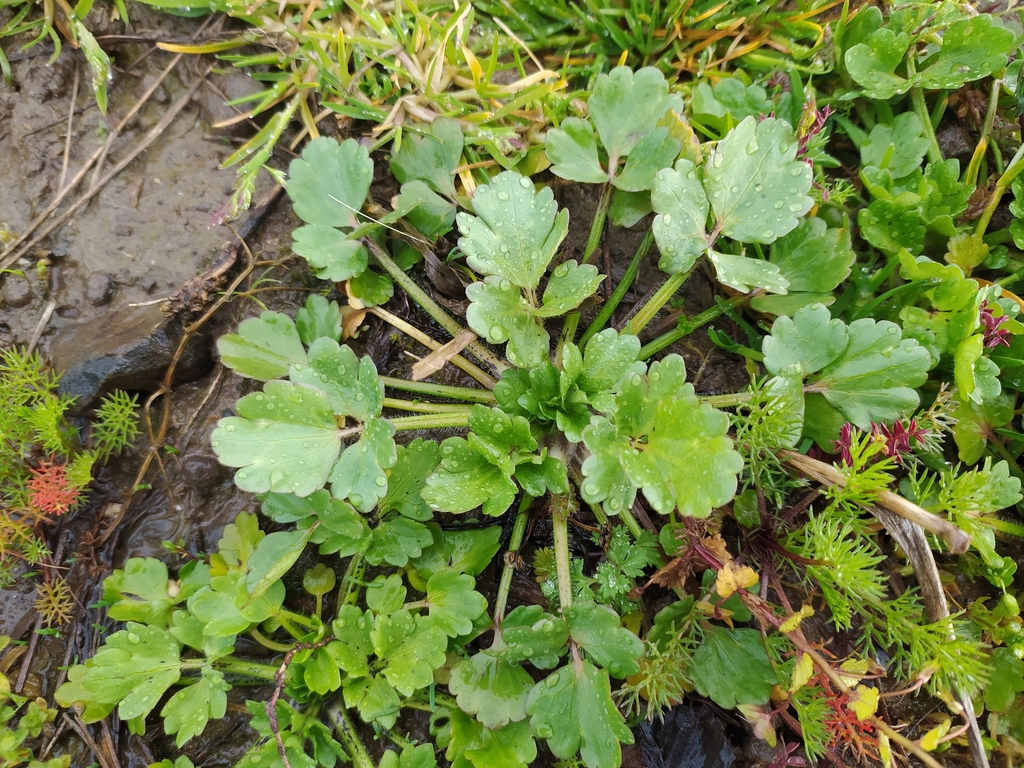 Ranunculus sardous (Hairy buttercup), non-native California herb