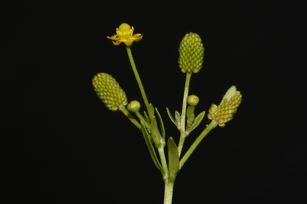 Ranunculus sceleratus var. sceleratus (Cursed buttercup), native California herb