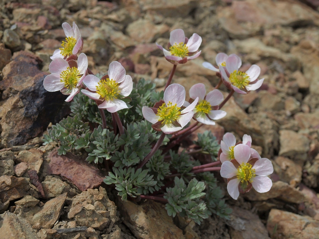 Ranunculus testiculatus (Tubercled crowfoot), non-native California herb