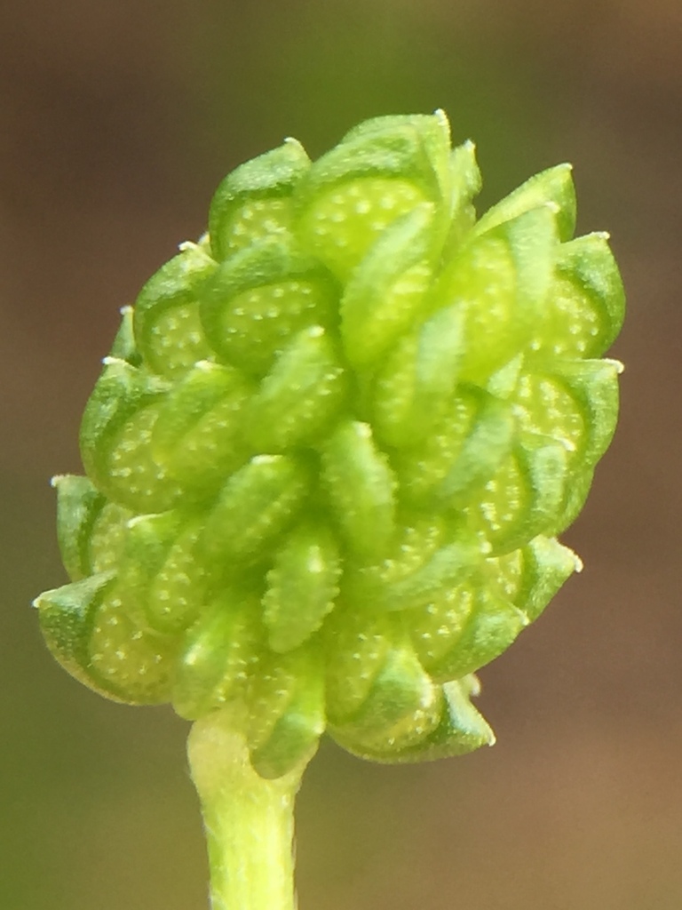 Ranunculus trilobus (Threelobe buttercup), non-native California herb