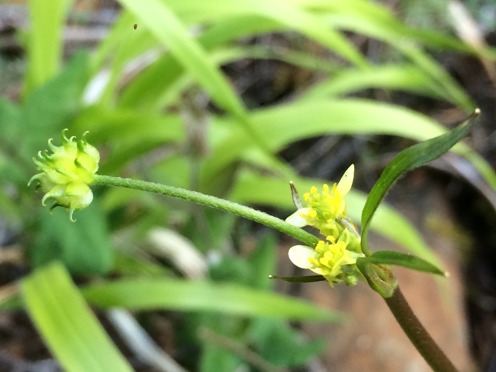 Ranunculus uncinatus (Hook seeded buttercup), native California herb