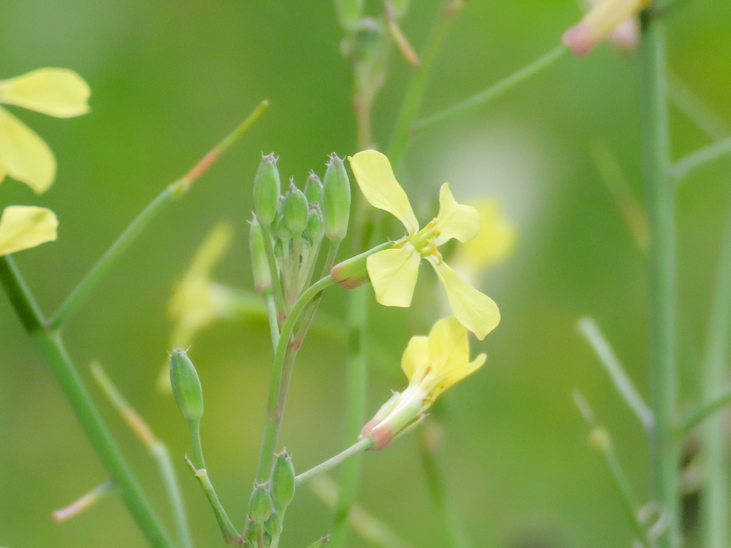 Raphanus raphanistrum (Jointed charlock), non-native California herb