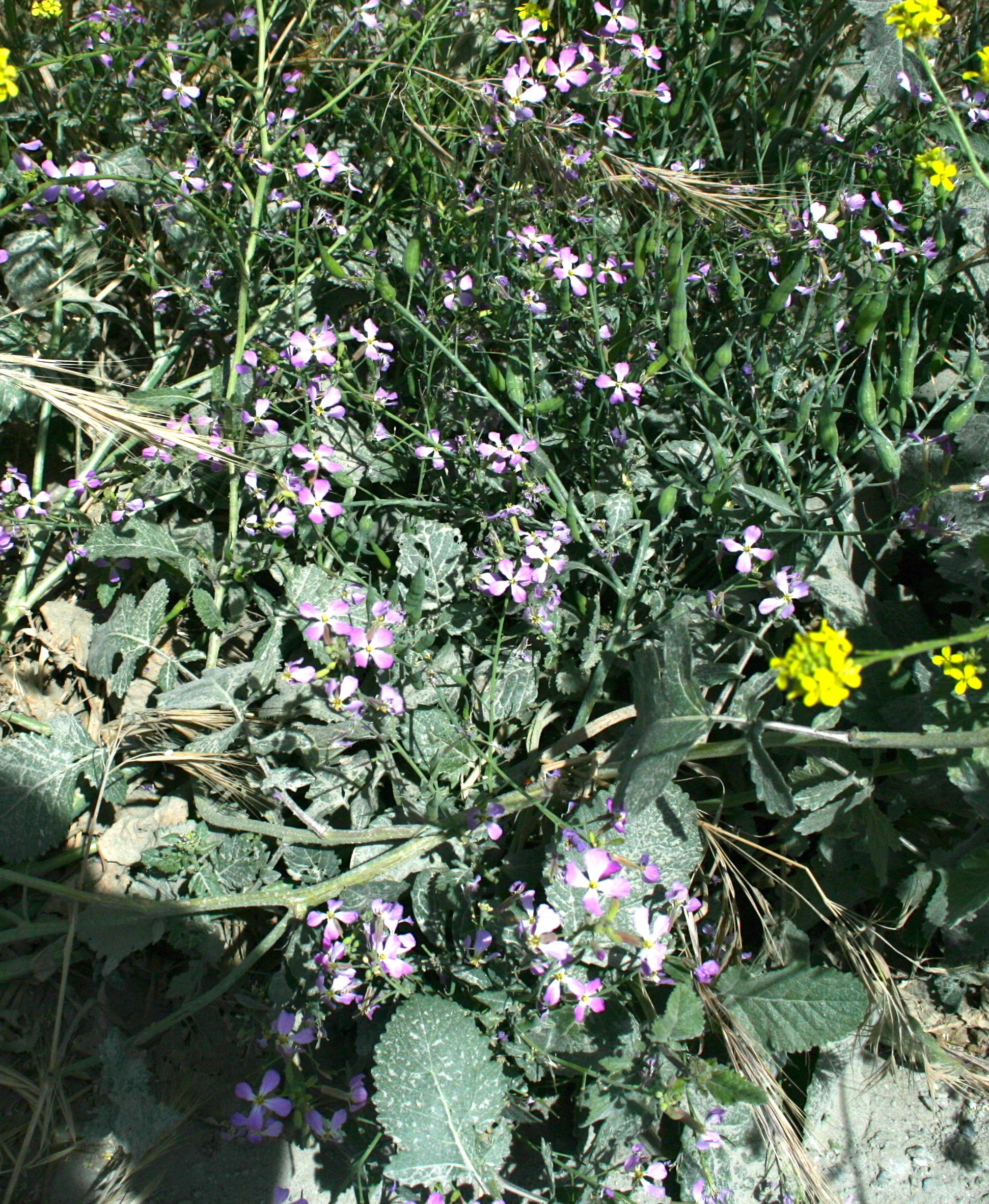 Raphanus sativus (Radish), non-native California herb