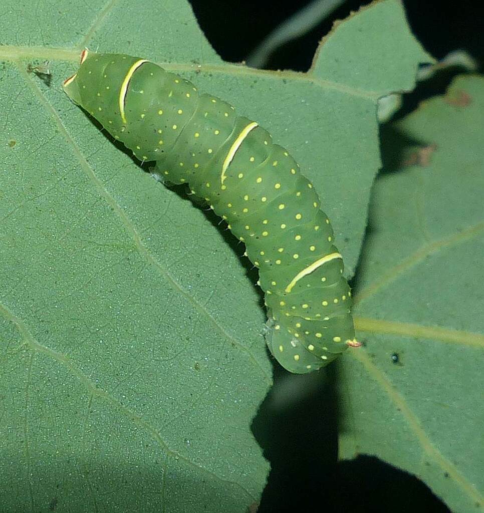 Raphia pallula, California species