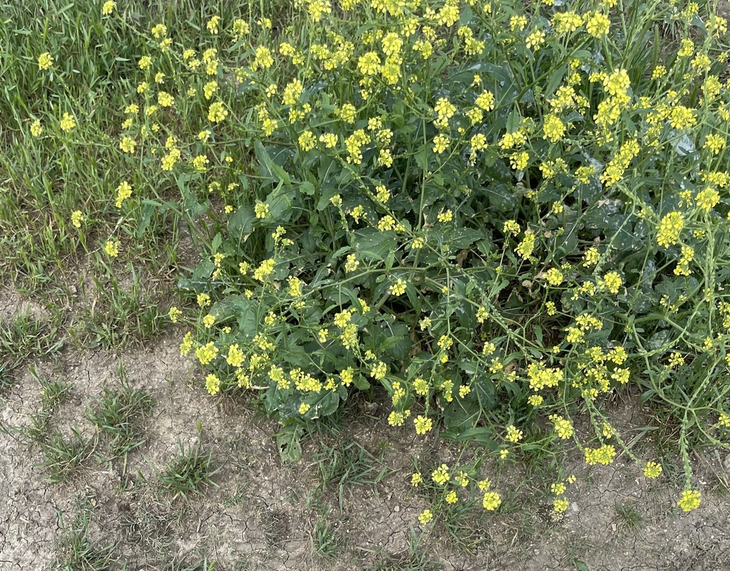 Rapistrum rugosum (Annual bastardcabbage), non-native California herb
