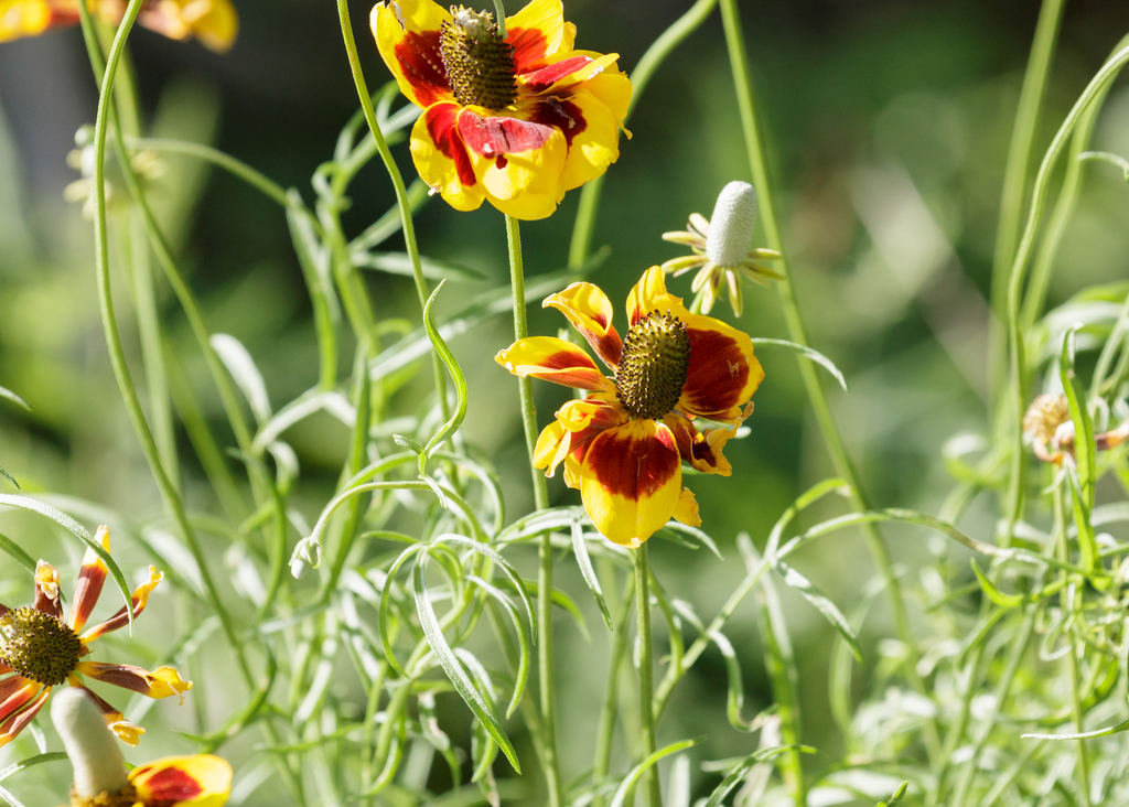 Ratibida columnifera (Upright prairie coneflower), non-native California herb