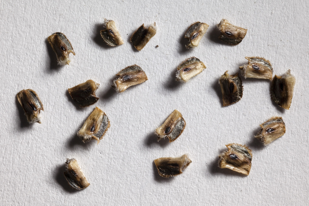 Ratibida sp. (Prairie cone-flower), non-native California perennial