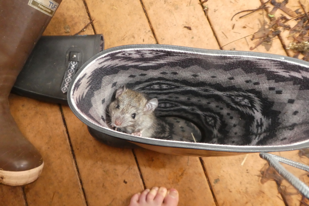 Rattus norvegicus (Norway Rat), California species