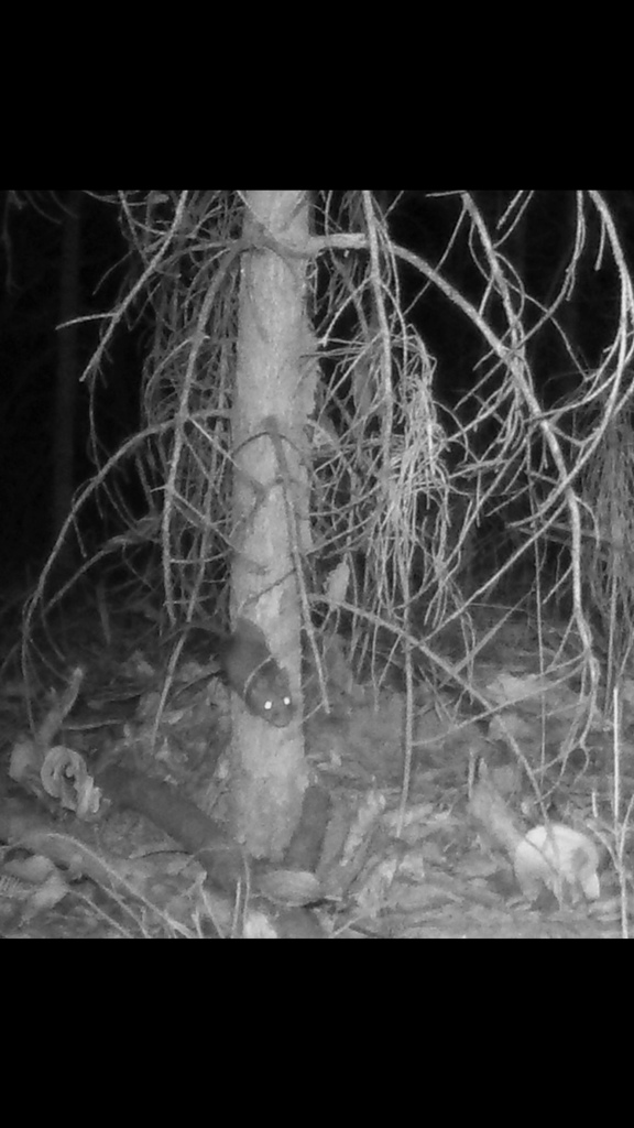 Rattus rattus (Black Rat), California species