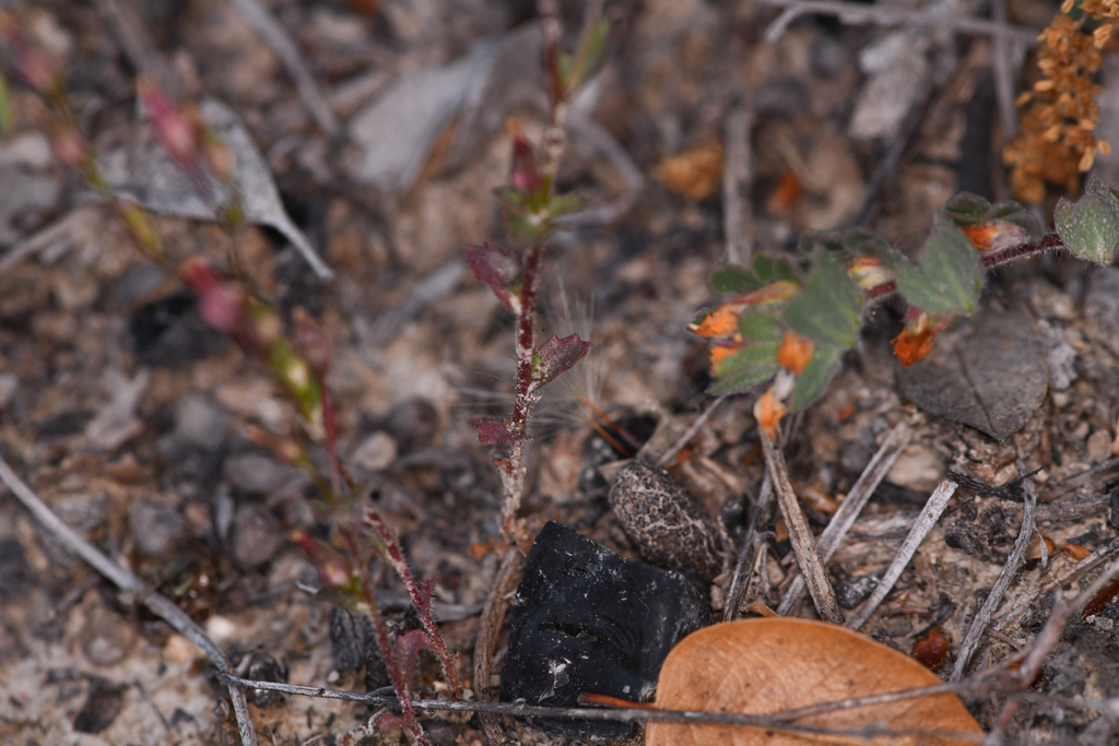 Ravenella angustiflora (Eastwood's bellflower), native California herb